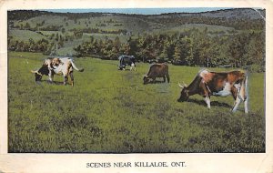 Farm Scene Killaloe, Ontario, Canada Cow Postal Used Unknown 