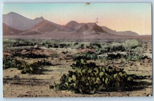 1932 El Paso Texas TX Vintage Postcard Nopales Prickly Pear Cactus Desert Posted