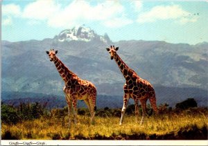 VINTAGE CONTINENTAL SIZE POSTCARD PAIR OF AFRICAN GIRAFFE MAILED FROM SUDAN 1977