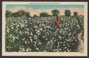 A Fine Field of Cotton in Dixieland Postcard 