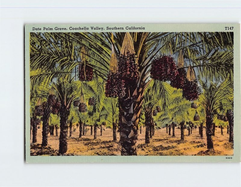 Postcard Date Palm Grove, Coachella Valley, Southern California