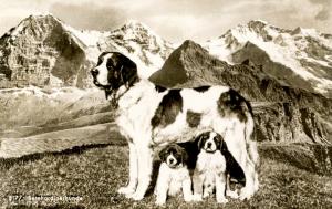 Dogs -  Saint Bernhard and Puppies in the Alps.    *RPPC