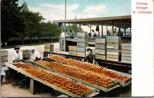 Postcard Packing Oranges in California~139765