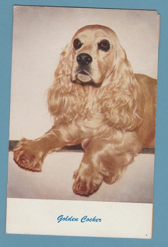 Golden Cocker Spaniel Dog Vintage Postcard