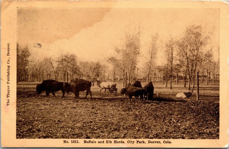 Vtg Denver Colorado CO Buffalo and Elk Herd City Park 1910s Postcard 