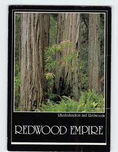 Postcard Rhododendron and Redwoods, Redwood Empire, Northern California