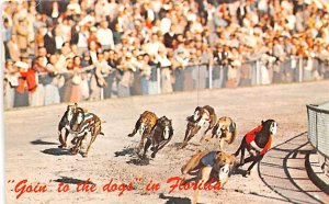 Goin' to the dogs Florida Track, USA 1969 