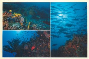 Postcard Asia The Maldives ocean diver's paradise fish coral