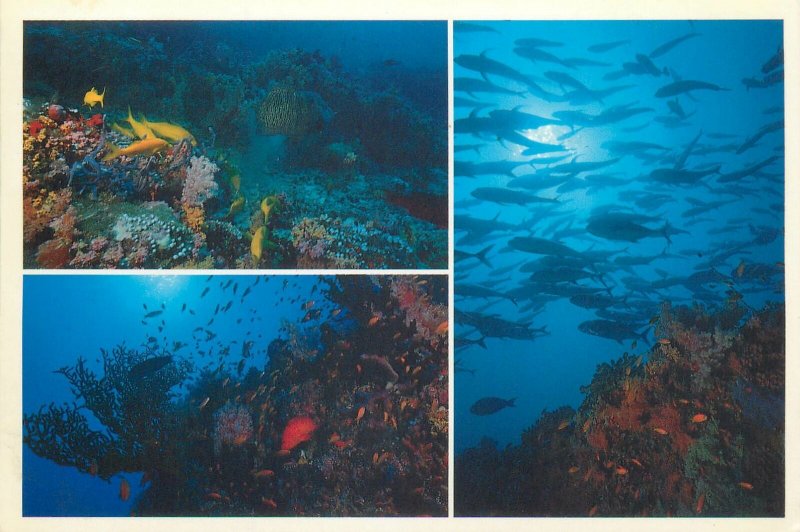 Postcard Asia The Maldives ocean diver's paradise fish coral