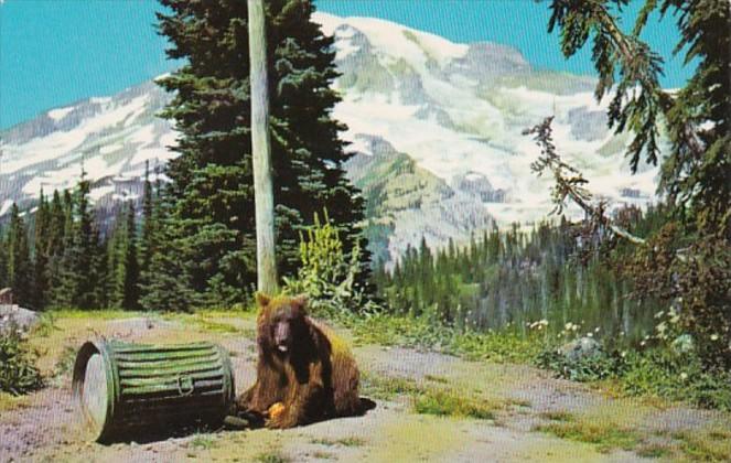 Washington Mt Rainier National Park Black Bear