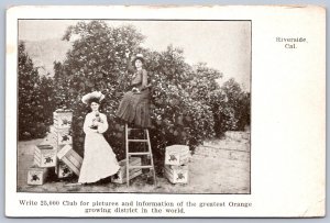 K31/ Riverside California Postcard c1910 Women Orange Orchard Pickers 177