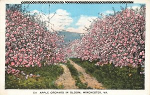 Postcard Apple Orchard Winchester Virginia