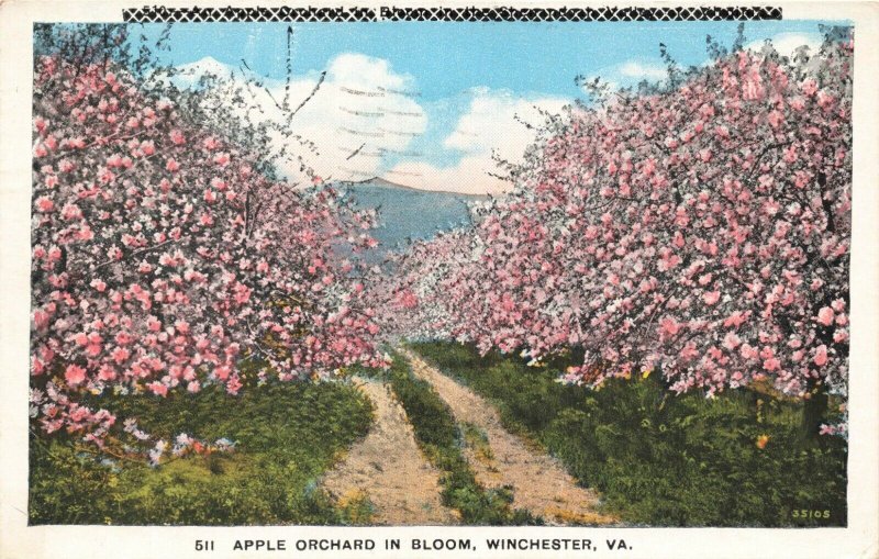 Postcard Apple Orchard Winchester Virginia