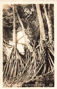 HONOLULU~Lauhala Trees~1940s REAL PHOTO POSTCARD