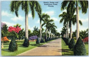 M-69310 Stately Palms and Australian Pines Florida