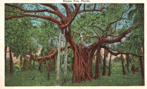 Vintage Postcard Banyan Tree Florida Picturesque Attraction Of Branches Florida