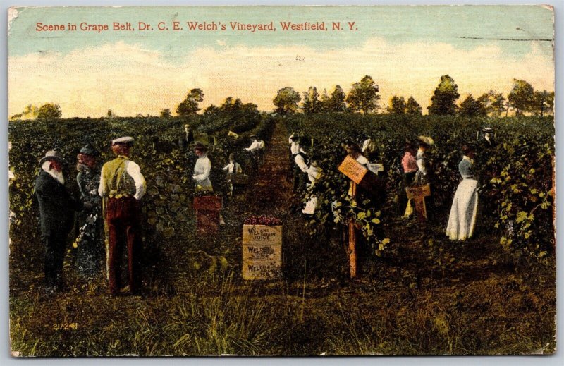 Vtg Westfield New York NY Dr C.E. Welch's Vineyard Grape Belt 1910s Postcard