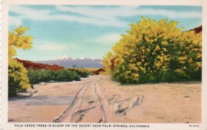 10057 Palo Verde Trees in Bloom, Palm Springs, California