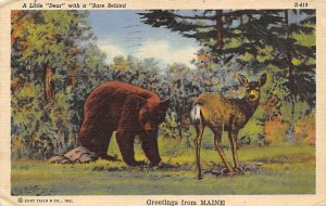 Little Dear with Bare Behind Maine, USA Bear Postal Used Unknown 