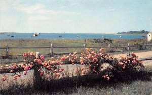 Roses on Rail Fence in Chatham, MA Stage Harbor.