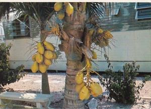 Florida Dwarf Coconut Tree With Fruit