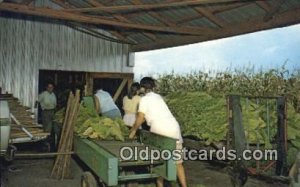 Stringing Tobacco, Harvest Time Farming Unused 