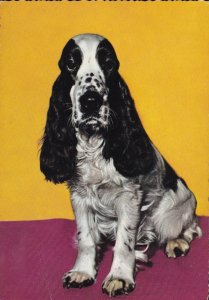 Sweden Post Card - Pet dog (42)