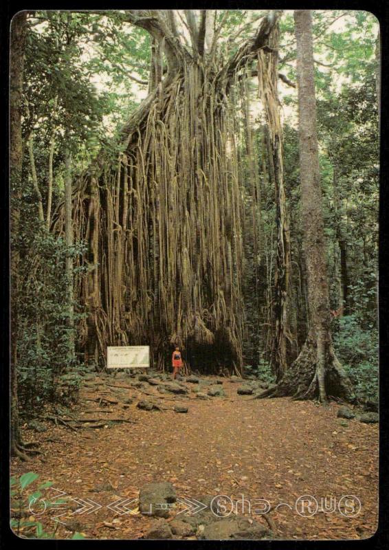 Atherton Tableland - The Curtain Fig Tree