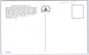 M-91416 McLaughlin's Daffodil Hill Volcano California