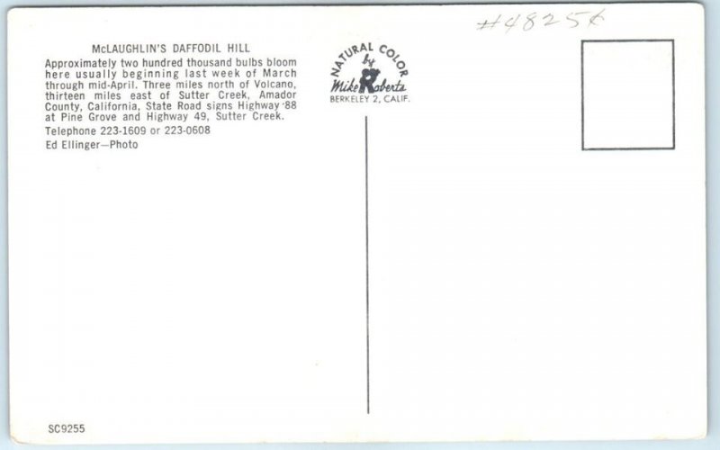 M-91416 McLaughlin's Daffodil Hill Volcano California