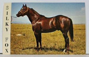 Horse SILKY FOX Frank Dickinson Calhan Colorado Postcard D6