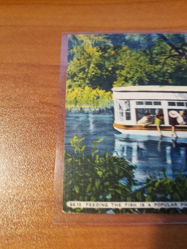 Antique/Vintage Florida Postcard, Jungle Cruise, Tropical Silver Springs, Fla.