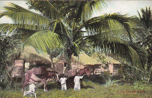 Puerto Rico Native Family With Huts Under Sheltering Palm