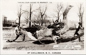 Chilliwack BC Exaggerated Geese to Market Birds Unused RPPC Postcard E89