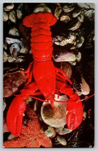 Postcard The Maine Lobster Most Famous of the Shelled Fish  