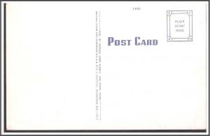 California Desert Cacti & Wild Flowers Postcard