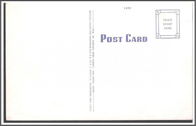 California Desert Cacti & Wild Flowers Postcard