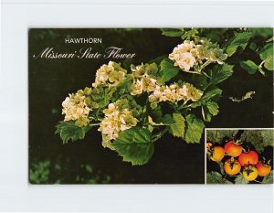 Postcard Hawthorn, Missouri State Flower, Missouri