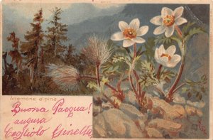 1900 OVADA ITALY POSTMARK~ANEMONE ALPINA-BUONA PASQUA-ARTIST SIGNED POSTCARD