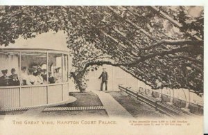 Middlesex Postcard - The Great Vine - Hampton Court Palace - Ref TZ6425