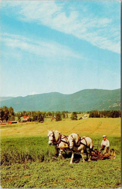 Farmer Working Farmland Agriculture White Horses (Tofield AB back) Postcard F3