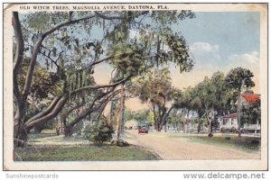 Florida Daytona Old Witch Trees Magnolia Avenue 1925