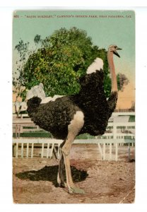 Birds - Ostrich, Major McKinley  (crease)