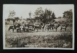 Mint Vintage Elk In Wainwright Park Alberta Canada Real Photo Postcard