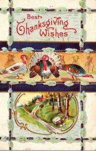 Thanksgiving Greetings With Turkeys 1909