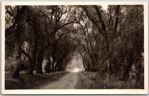 Pepper Tree Drive Pasadena California CA Real Photo RPPC Postcard