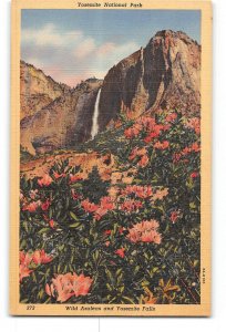 Yosemite National Park California CA Postcard 1930-1950 Wild Azaleas and Falls