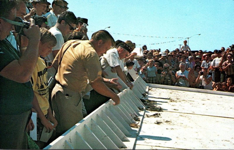 Maryland Crisfield Crab Derby Race