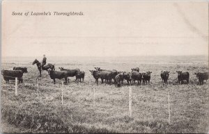 Lacombe Alberta Cattle Cows Rancher Lacombes Thoroughbreds Unused Postcard H27