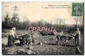 Old Postcard Scenes From The Life Normande Visit a Farm Cows Folklore Servant...